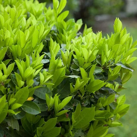 Pensjonat Parco Dell'adige